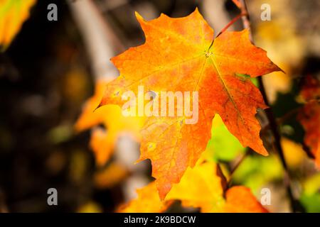 Beautiful red and yellow maple leaves in autumn in a national park Stock Photo