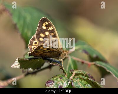 Speckled Wood Butterfly on Bramble Stock Photo