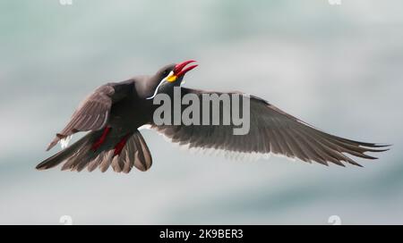 Incastern, Inca Tern, Larosterna inca Stock Photo