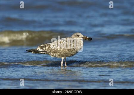 Herring Gull immature perched on a beach with shell in its bill; onvolwassen Zilvermeeuw zittend op strand met schelp in zijn snavel Stock Photo