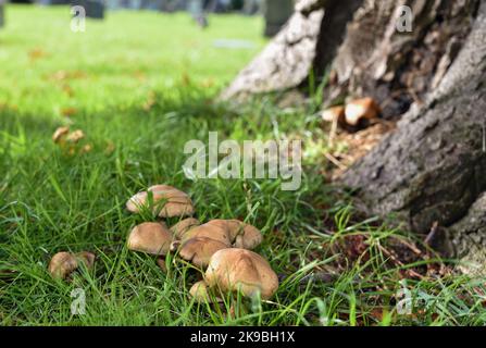 Bunch of wild clustered dome cap mushrooms growing amongst green grass Stock Photo