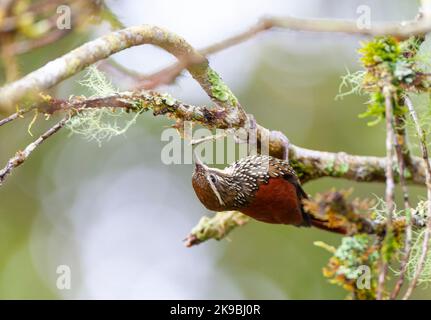 Pearled treerunner (Margarornis squamiger) at San isidro lodge, east slope Andes, Ecuador. Stock Photo