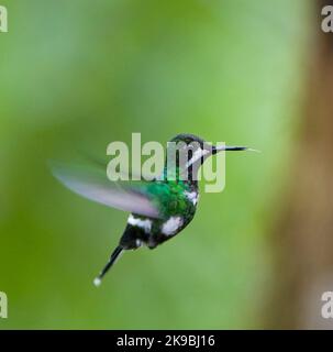 Green Thorntail (Discosura conversii) in lower west slope of Andes in Ecuador. Stock Photo