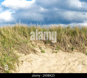 Detail image of a sandy beach meeting beach grass Stock Photo