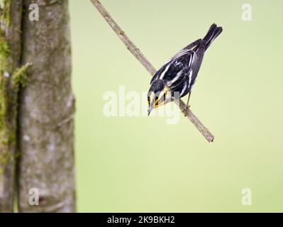 Oranjekeelzanger overwinterend in Ecuador; Blackburnian Warbler wintering in Ecuador Stock Photo