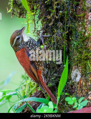 Pearled treerunner (Margarornis squamiger) at San isidro lodge, east slope Andes, Ecuador. Stock Photo