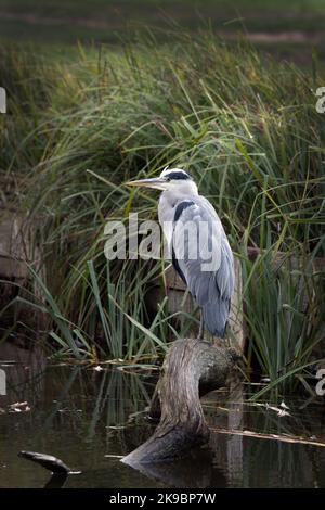 Grey heron sitting on large log on local ponds Stock Photo