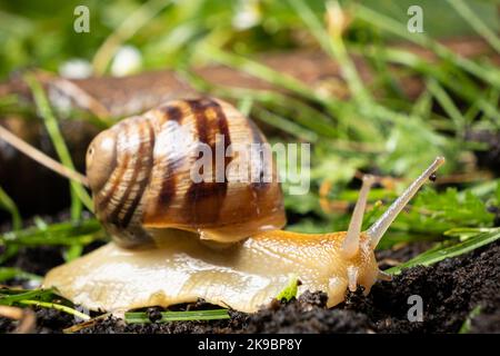 Helix pomatia snail leisurely crawls on the grass. Stock Photo