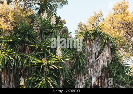 Lush trees with green leaves. view up into the blue sky Stock Photo