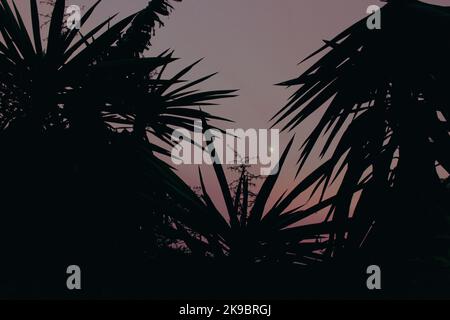 Silhouette of palm leaves against the sky where the bright sun is shining. Stock Photo