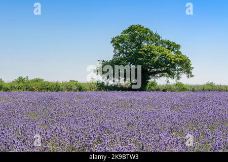 Field of purple lavender (Lavandula angustifolia) growing in the countryside Stock Photo