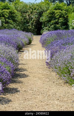 Purple lavender bushes (Lavandula angustifolia) provide a fragrant border for a gravel path in a country garden Stock Photo