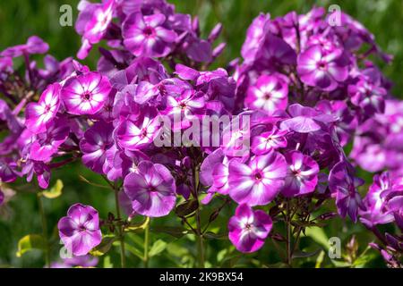 Purple, Phlox paniculata, Garden phlox, Purple white, Phloxes, Garden, Mauve, Flowers, Phlox paniculata 'Wilhelm Kesselring' Stock Photo