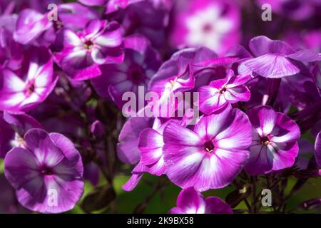 Purple phloxes, Phlox paniculata, Dark purple, Flowers, Blooming, Purple white, Flower Stock Photo