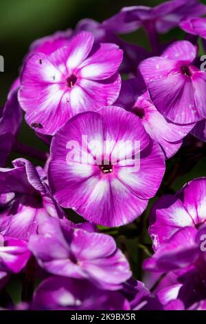 Purple, Phlox paniculata, Purple white, Flower, Phlox Wilhelm Kesselring, Garden phlox, paniculata portrait Stock Photo