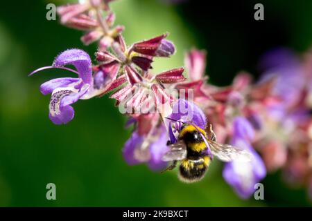 Bumble bee on Chinese sage, Flower, Salvia chinensis close up Salvia blooming Stock Photo