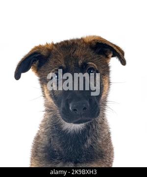 puppy german shepherd in front of white background Stock Photo