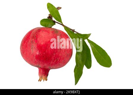 Red ripe pomegranate fruit with green leaves, isolated on white, clipping path Stock Photo