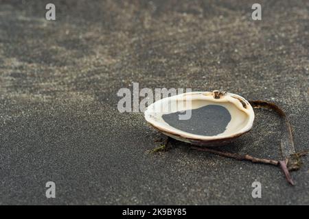 surf clam shell in black volcanic sand on the seashore with algae and other organic marine debris Stock Photo