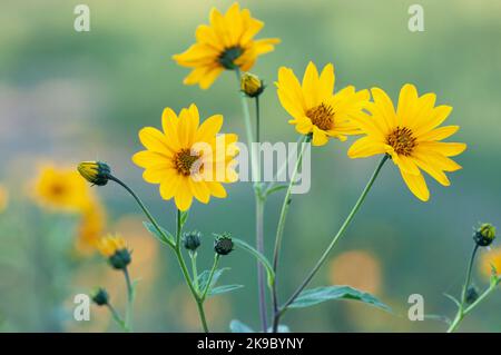 Italy, Lombardy, Crema, Parco del Serio, Maximilian Sunflower, Helianthus Maximiliani Stock Photo