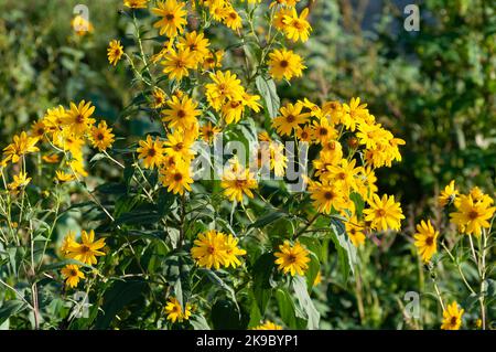 Italy, Lombardy, Crema, Parco del Serio, Maximilian Sunflower, Helianthus Maximiliani Stock Photo