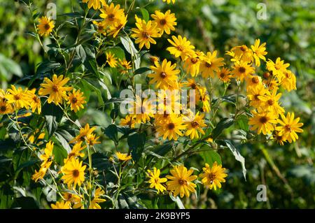 Italy, Lombardy, Crema, Parco del Serio, Maximilian Sunflower, Helianthus Maximiliani Stock Photo