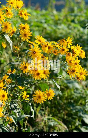 Italy, Lombardy, Crema, Parco del Serio, Maximilian Sunflower, Helianthus Maximiliani Stock Photo