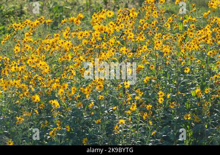 Italy, Lombardy, Crema, Parco del Serio, Maximilian Sunflower, Helianthus Maximiliani Stock Photo