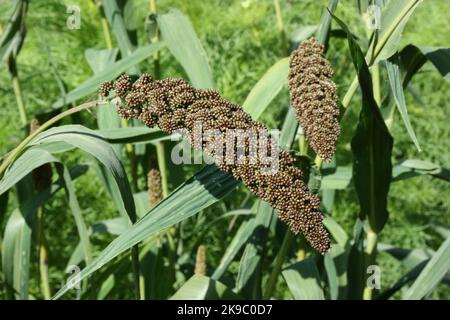 Foxtail Millet (Setaria italica 'Hylander') in garden. Stock Photo