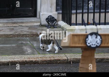 Larry, the Chief Mouser to the Cabinet Office of the United Kingdom at 10 Downing (also know at Downing Street cat) walks past the lectern set up for the out-going British Prime minister, Liz truss, outside No 10 Downing Street. Stock Photo