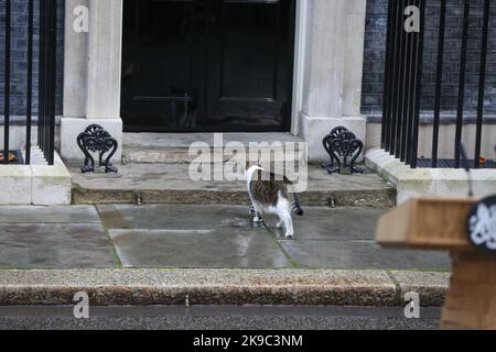 Larry, the Chief Mouser to the Cabinet Office of the United Kingdom at 10 Downing (also know at Downing Street cat) walks past the lectern set up for the out-going British Prime minister, Liz truss and walking towards No 10 Downing Street. Stock Photo