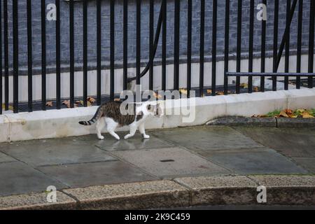 London, UK. 25th Oct, 2022. Larry, the Chief Mouser to the Cabinet Office of the United Kingdom at 10 Downing (also know at Downing Street cat) is seen outside No 10 Downing Street before the change of the Prime Minister. (Photo by Steve Taylor/SOPA Images/Sipa USA) Credit: Sipa USA/Alamy Live News Stock Photo