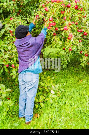 woman picking ripe red apples in a Vermont orchard Stock Photo