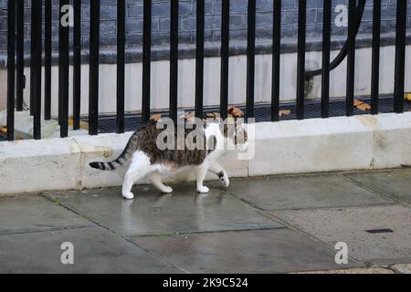 London, UK. 25th Oct, 2022. Larry, the Chief Mouser to the Cabinet Office of the United Kingdom at 10 Downing (also know at Downing Street cat) is seen outside No 10 Downing Street before the change of the Prime Minister. (Credit Image: © Steve Taylor/SOPA Images via ZUMA Press Wire) Stock Photo