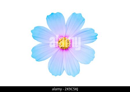 Blue Cosmos bipinnatus flower isolated on white background. Ornamental garden plant Cosmos bipinnatus close-up macro Stock Photo
