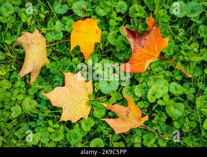 Wet Green Grass With Yellow Maple Leaves Close-up With Selective Focus 