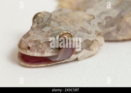 Common flying gecko Kuhl's flying gecko Ptychozoon kuhli isolated on white background. Stock Photo