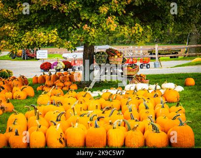 rural farm with holiday pumpkins for sale out on the lawn in october Stock Photo