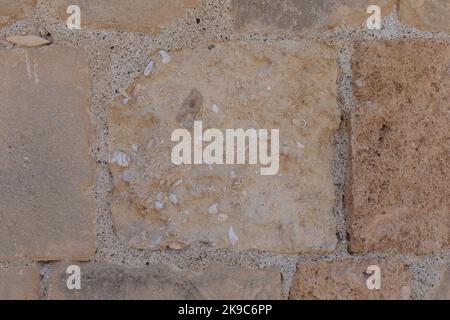 Ancient shells in a limestone wall Stock Photo