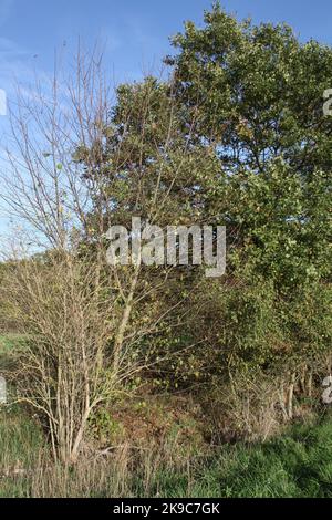 Withered bush on the Schwanheim meadow Stock Photo