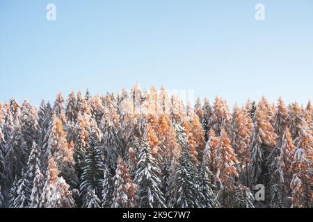 Picturesque landscape with orange larches covered by first snow and clear blue sky Stock Photo