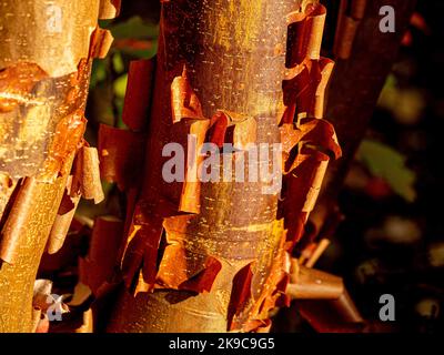 Closeup of the peeling bark of Acer griseum commonly known as the paperbark maple. Stock Photo