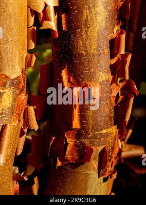 Closeup of the peeling bark of Acer griseum commonly known as the paperbark maple. Stock Photo