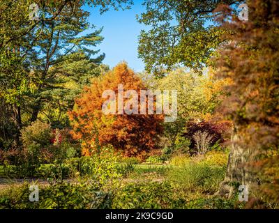 Deciduous conifer in Autumn, seen against a blue sky. Stock Photo