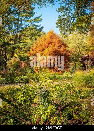 Deciduous conifer in Autumn, seen against a blue sky. Stock Photo