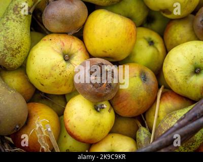 Closeup of a medlar fruit in basket with apples and pears. Stock Photo