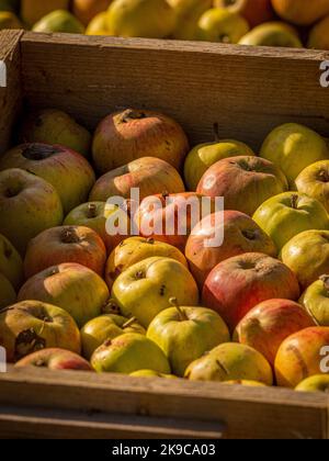 Harvested apples in a wooden crate. Stock Photo