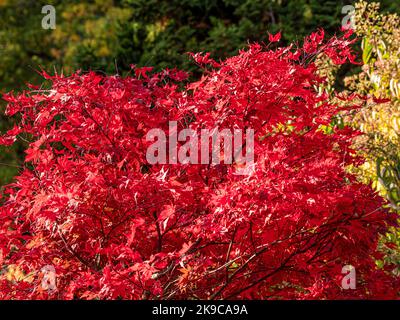 Red leaves of Acer palmatum on a sunny Autumn day. Stock Photo