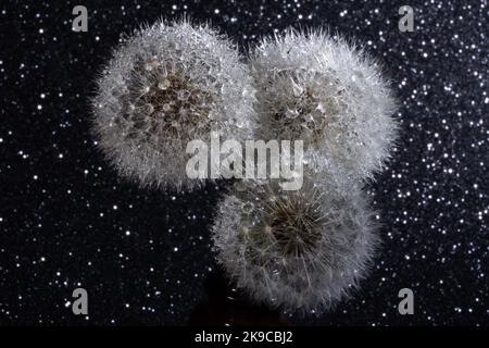 Three white fluffy round dandelions on a black starry background, close-up. Round head of summer plants with umbrella-shaped seeds. Stock Photo