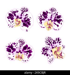 Purple-white Spotted Orchids Phalaenopsis    beautiful flowers set second vintage on a white background  vector illustration closeup isolated editable Stock Vector